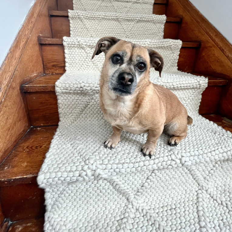 Dog Sitting on Stairs
